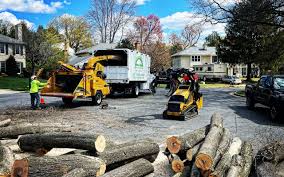 How Our Tree Care Process Works  in  Sacred Heart University, CT