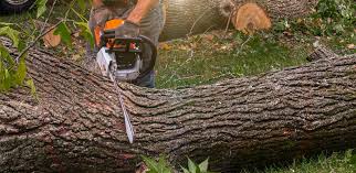 Trusted Sacred Heart University, CT Tree Care Services Experts